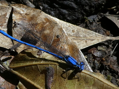 Argia medullaris