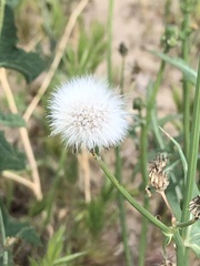 Asteraceae