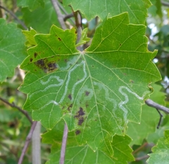 Phyllocnistis vitegenella