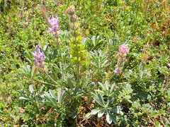 Lupinus microcarpus microcarpus