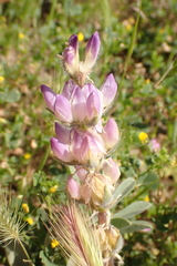 Lupinus microcarpus microcarpus