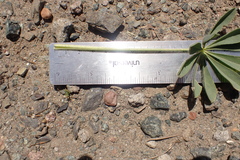 Lupinus microcarpus microcarpus