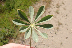 Lupinus microcarpus microcarpus