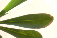 Lupinus microcarpus microcarpus