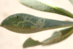 Lupinus microcarpus microcarpus