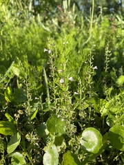 Scutellaria racemosa