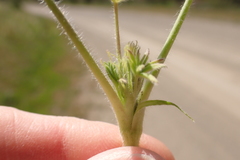 Lupinus microcarpus microcarpus