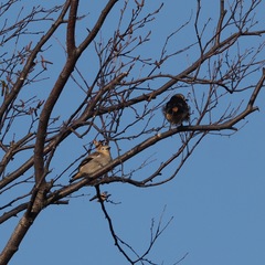 Agropsar philippensis