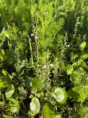 Scutellaria racemosa