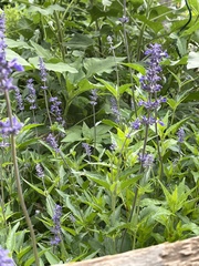 Salvia farinacea