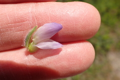 Lupinus microcarpus microcarpus