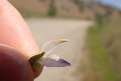 Lupinus microcarpus microcarpus