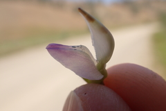Lupinus microcarpus microcarpus
