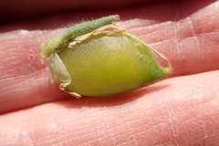 Lupinus microcarpus microcarpus