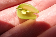 Lupinus microcarpus microcarpus