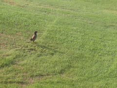 Acridotheres tristis