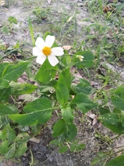 Bidens alba