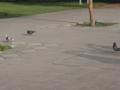 Columba livia domestica