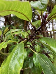 Clermontia parviflora