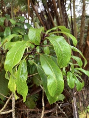 Clermontia parviflora