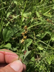 Carex echinata