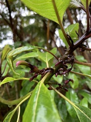 Clermontia parviflora