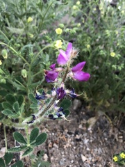 Lupinus hirsutissimus