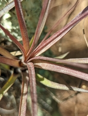 Tillandsia simulata