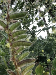 Lupinus hirsutissimus