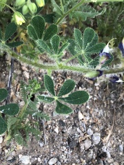 Lupinus hirsutissimus