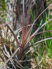 Tillandsia simulata