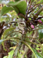 Clermontia parviflora