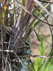 Tillandsia simulata