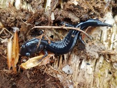 Plethodon chattahoochee