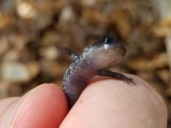 Plethodon chattahoochee