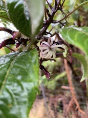 Clermontia parviflora