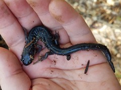 Plethodon chattahoochee