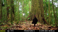 Highland Guan photo 4