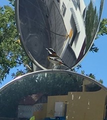 Spindalis zena benedicti