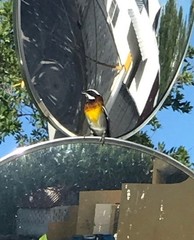 Spindalis zena benedicti