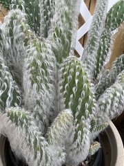 Austrocylindropuntieae