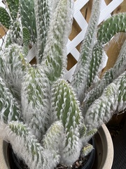 Austrocylindropuntieae