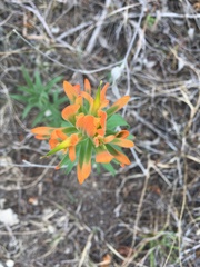 Castilleja lindheimeri