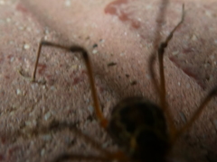 Eucynortula albipunctata