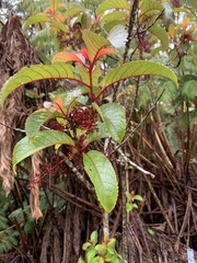 Perrottetia sandwicensis