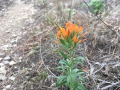 Castilleja lindheimeri