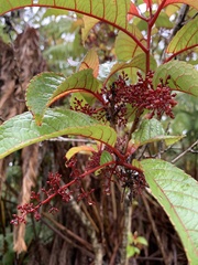 Perrottetia sandwicensis