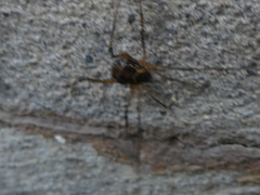 Eucynortula albipunctata