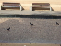 Columba livia domestica