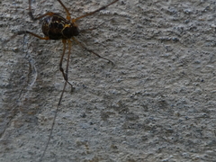 Eucynortula albipunctata